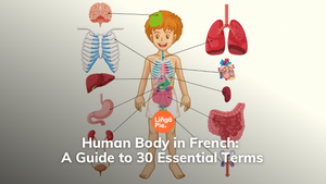 Human Body in French: A Guide to 30 Essential Terms