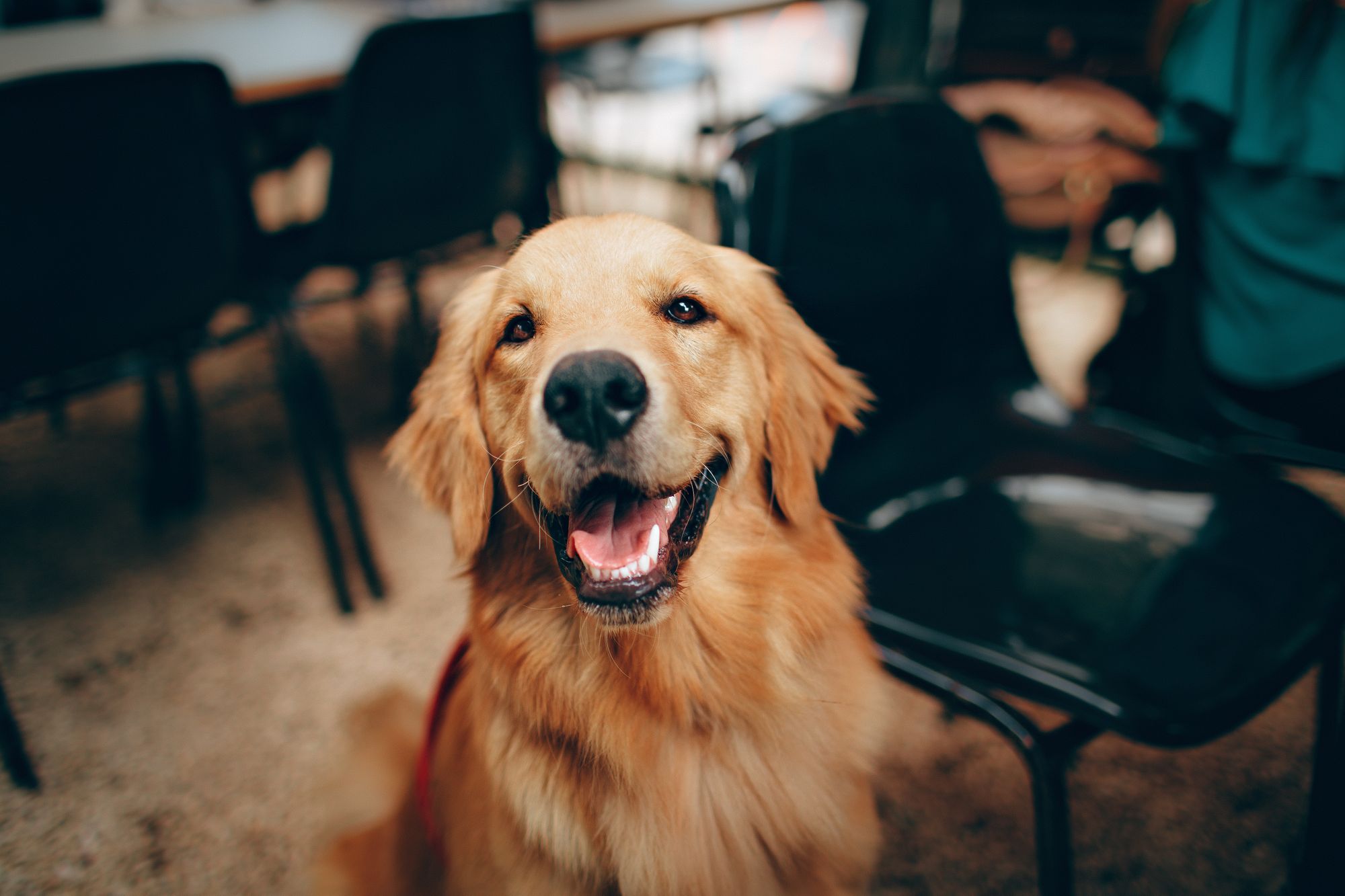 Smiling dog