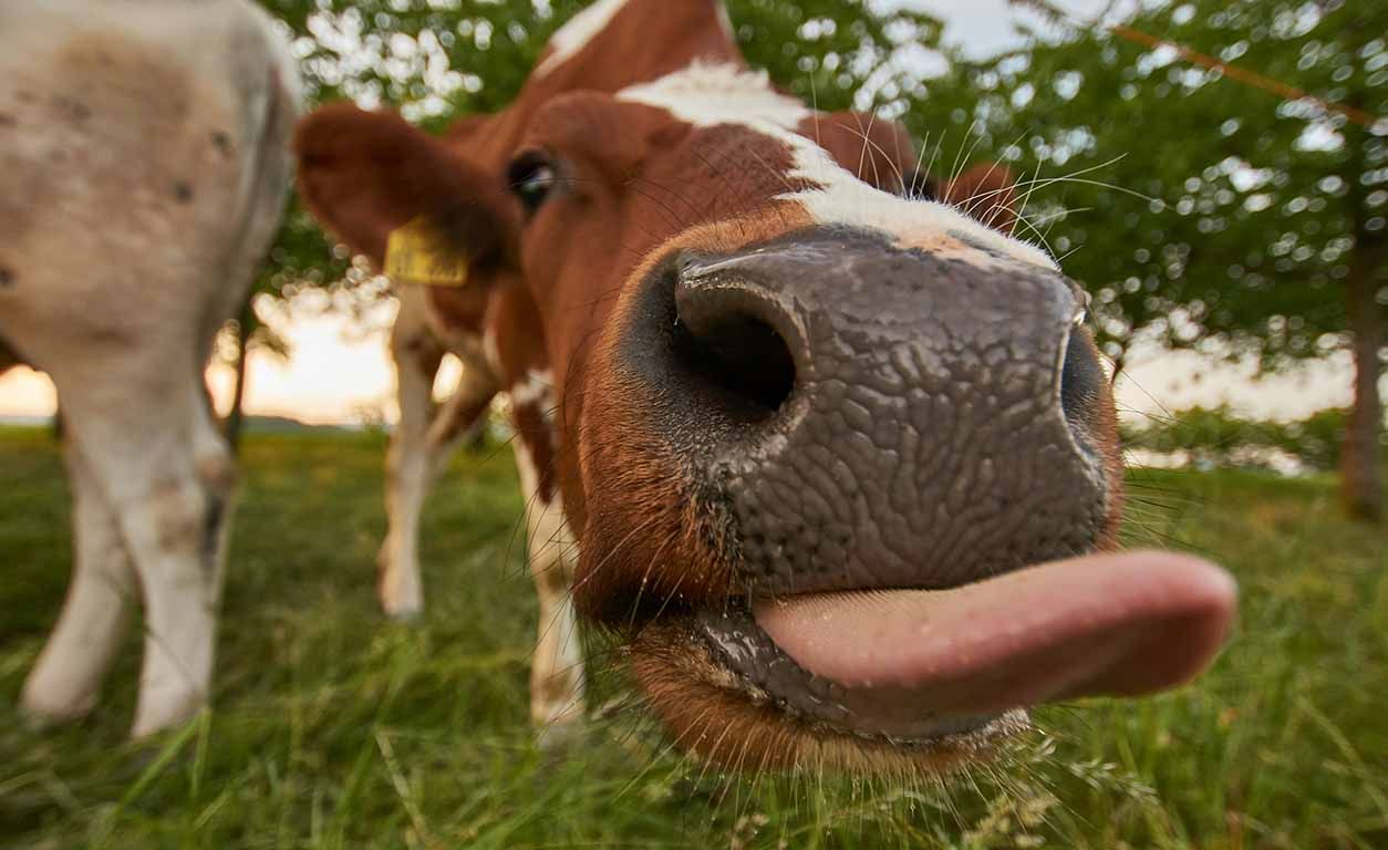 A cow sticking out its tongue