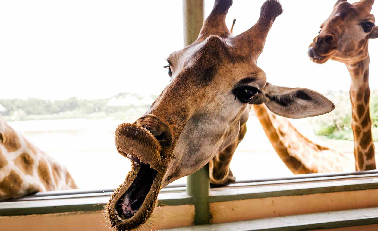 Giraffe- hilarious animal idioms