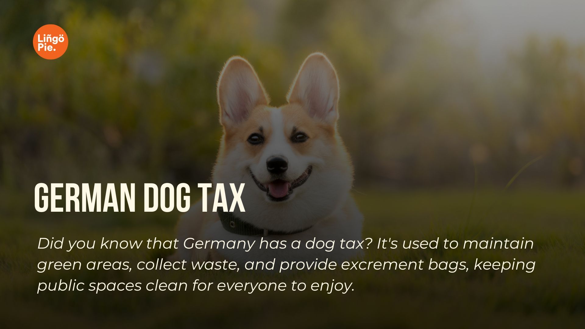 German dog tax