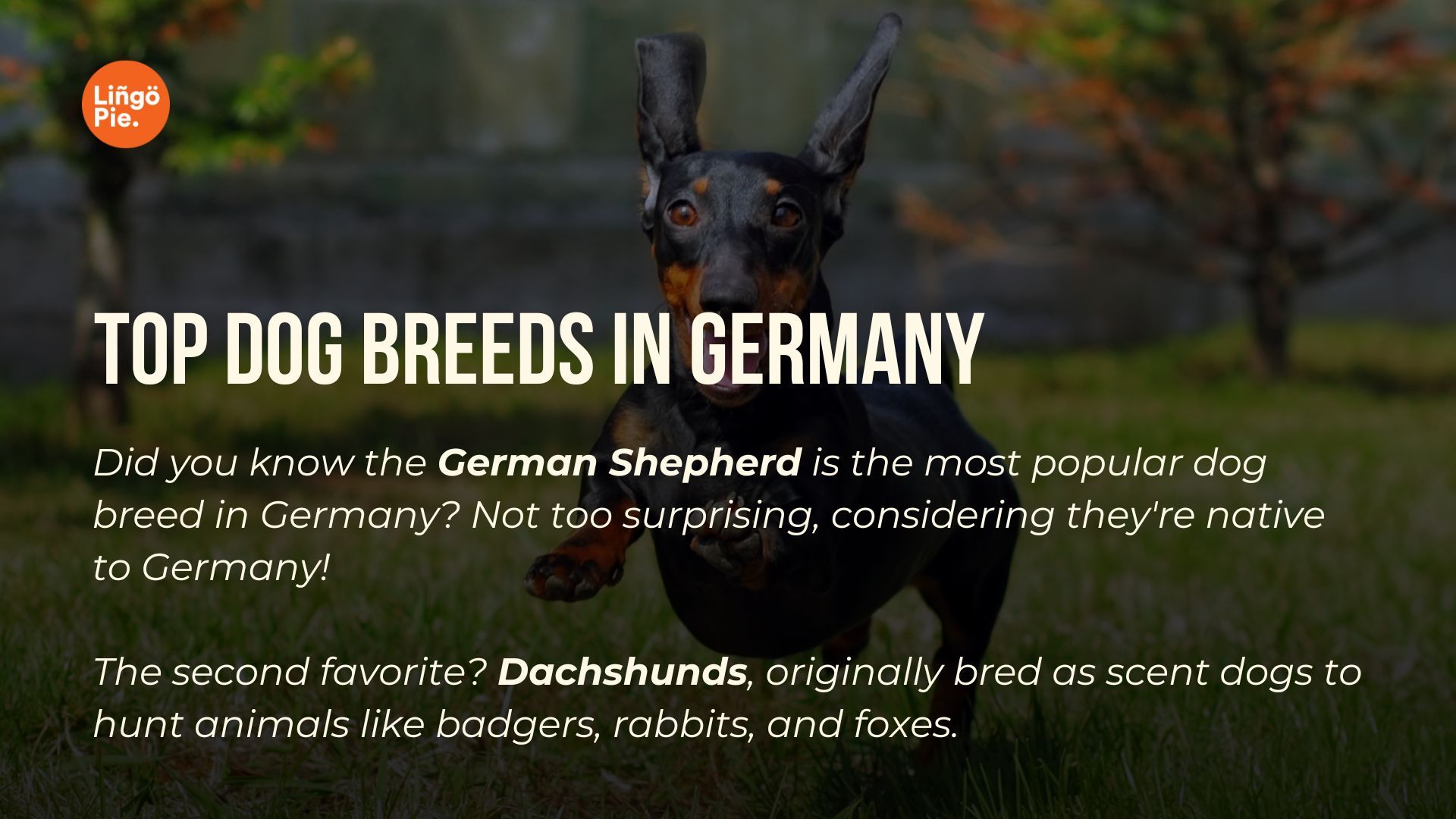 German shepherd and dachshunds are the top 2 dog breeds in germany