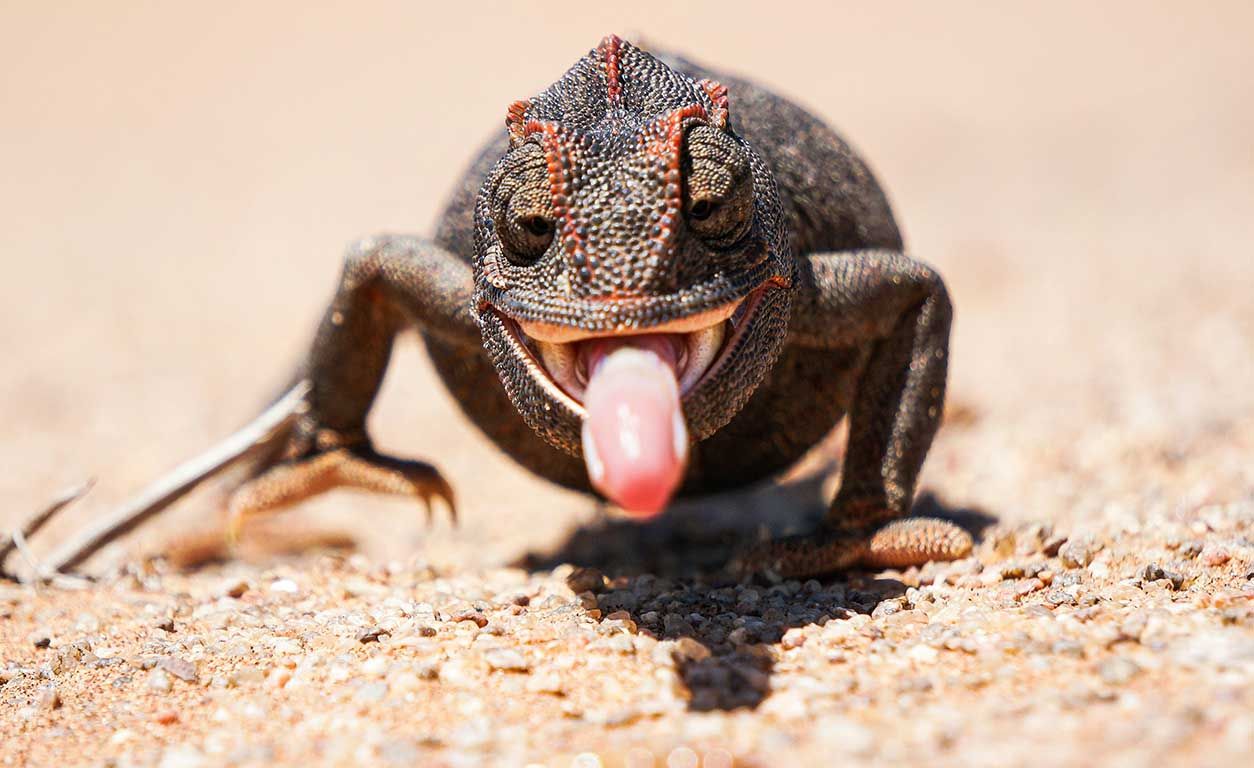 Lizard with its tongue out