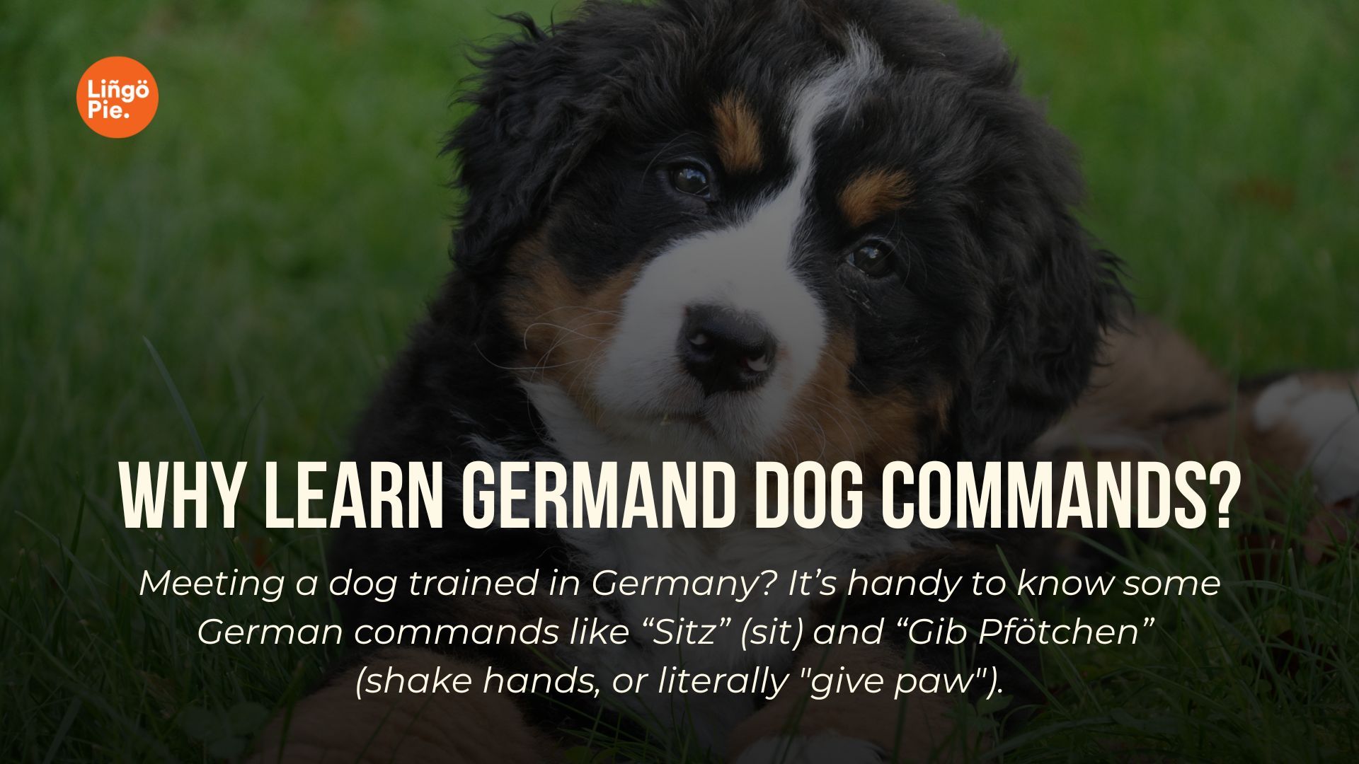 Why learn german dog commands