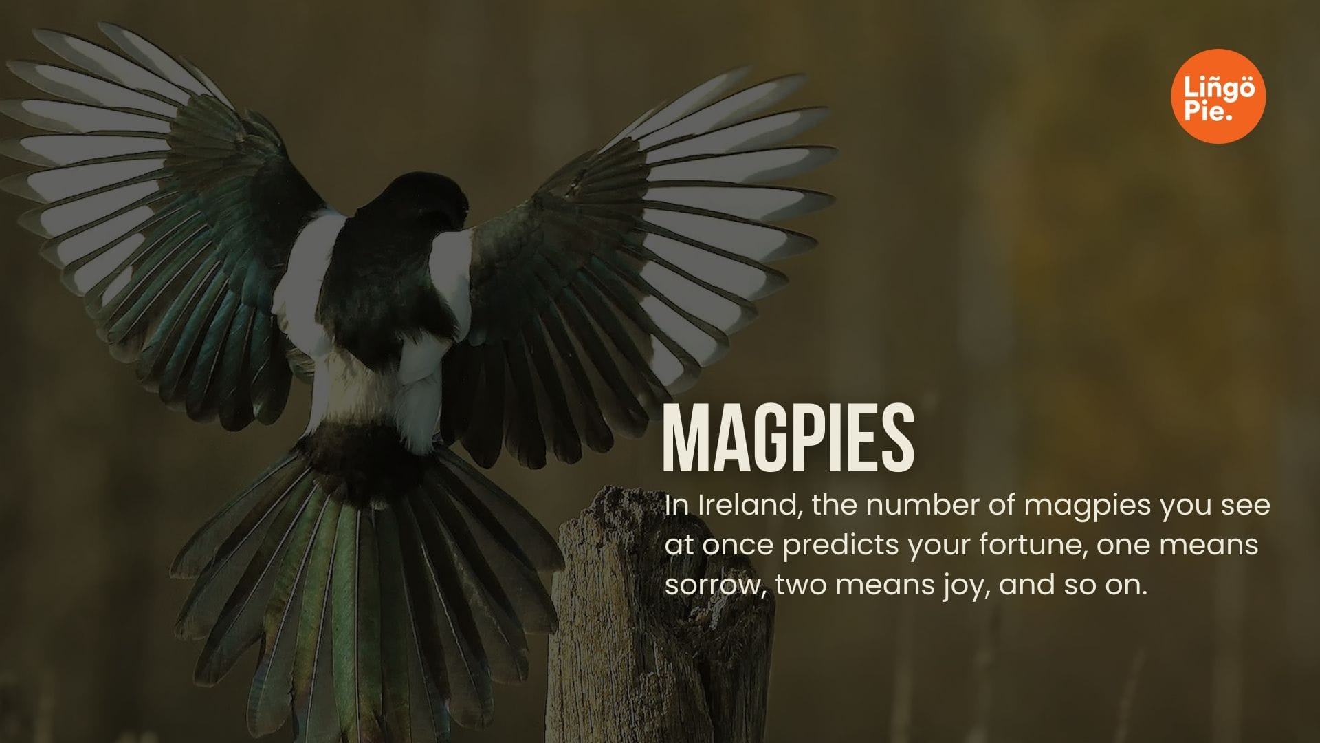 Irish magpie