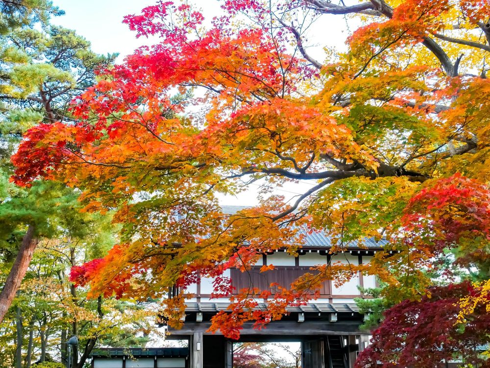 A Brief Guide for the Four Seasons in Japanese