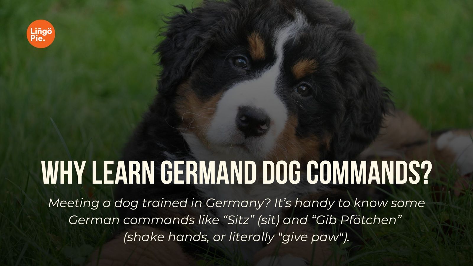 37 Top German Dog Commands Guide For You And Your Pup