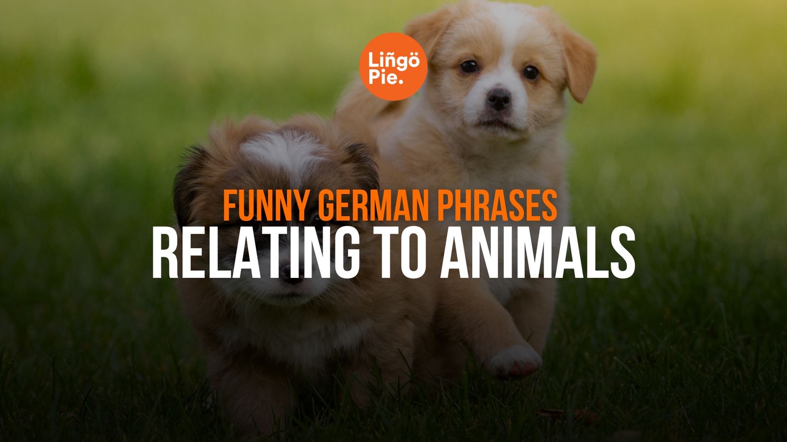50 Funny German Phrases And Their Meanings 2025 50-funny-german-phrases-and-their-meanings-2025